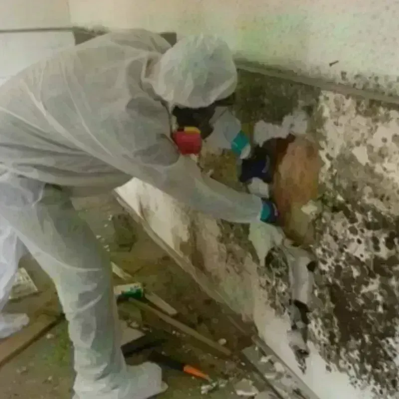 Mold Remediation and Removal in Scituate, MA